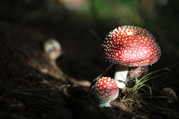 Champignon Amanite Amanita muscaria