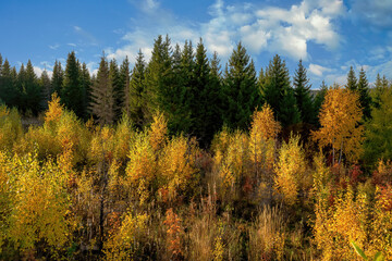 Beautiful autumn landscape. Autumn yellow and red forest, nature autumn landscape.