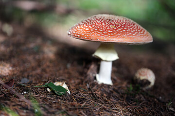 Champignon Amanite Amanita muscaria