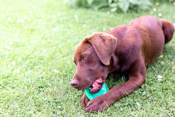 Brown labrador puppy playing with a frisbee plate