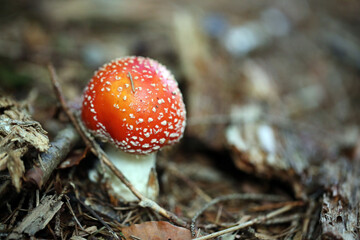 Champignon Amanite Amanita muscaria
