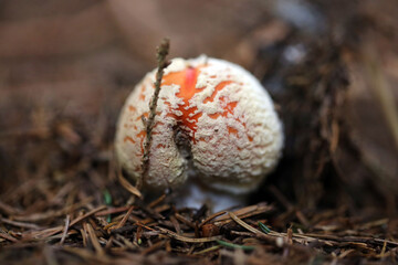 Champignon Amanite Amanita muscaria