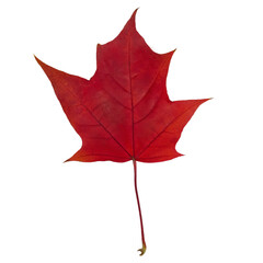 Young red maple leaf isolated on white.Autumn leaf details