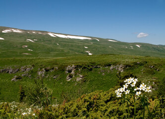 Fototapeta premium Forest flowers anemones on an alpine meadow in the mountains