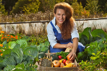 A woman in a blue jumpsuit collects vegetables in the garden. Onions, zucchini, sunflowers, tomatoes and corn in a wooden box.