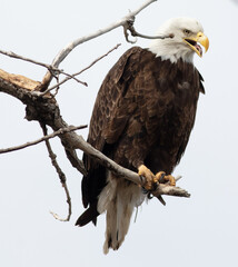 american bald eagle