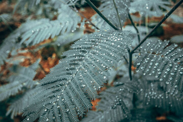 Green fern vegetation with water drops in a forest