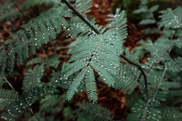 Green fern vegetation with water drops in a forest