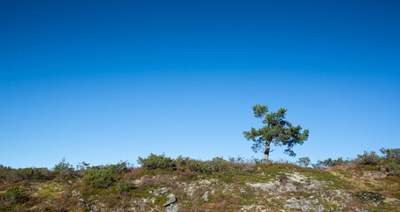 Tre against blue sky