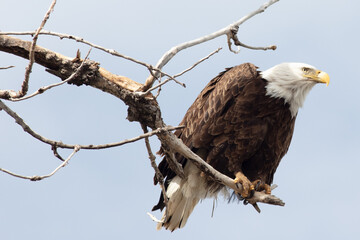 bald eagle on a branch