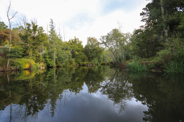 River surrounded by trees and vegetation on an autumn day. Autumn colours