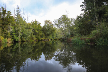 Fototapeta premium River surrounded by trees and vegetation on an autumn day. Autumn colours