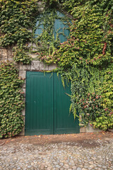 Old wood door surrounded by creepers