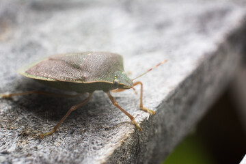 Stink bug on a wooden chair, taken with a macro lens.