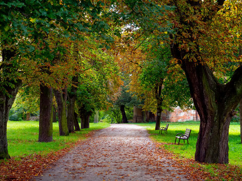 Alley in a village parn in Silesia, Poland