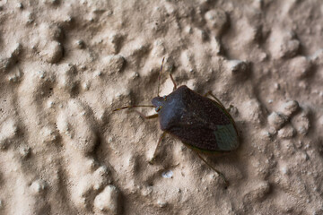 Stink bug on the wall, taken with a macro lens.