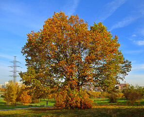 Fototapeta na wymiar Gold autumn. Picturesque oak in Mitino landscape park. Moscow, Russia