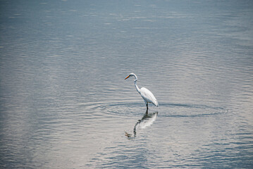 White heron in the water in Jaffna in Sri Lanka