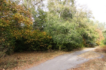 Fototapeta premium path in the autumn forest