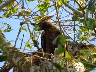 Bird of prey and prey