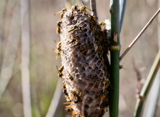 Paper wasps on nest, ultra close up. polistes biglumis nest in nature. wasp nest on plant