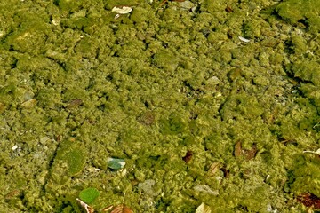 Green algae, similar to moss, visible through the clear water of a shallow river with fallen leaves on the surface