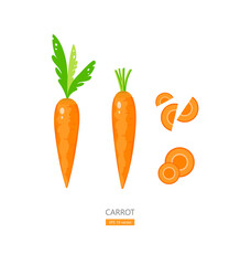 Fresh carrot and cut pieces isolated on white background EPS 10 vector illustration.