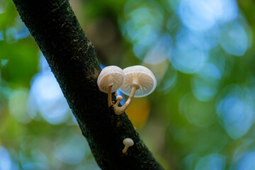 delicate white fungus on the tree