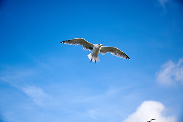 a flock of seagulls in blue sky with some clouds