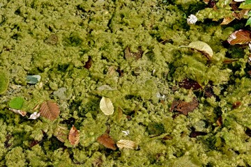 Green algae, similar to moss, visible through the clear water of a shallow river with fallen leaves on the surface