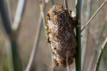 Paper wasps on nest, ultra close up. polistes biglumis nest in nature. wasp nest on plant