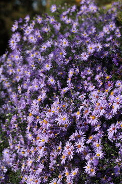 Aster