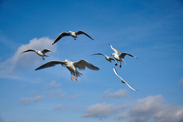 a flock of seagulls in blue sky with some clouds