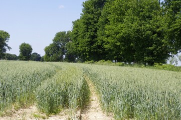 Obraz premium Blé vert