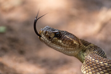 Crotalus molossus nigrescens 