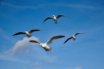 a flock of seagulls in blue sky with some clouds