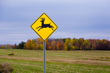 Deer roadside warning sign seen in rural area in the Fall, with colourful woods in soft focus background, Quebec City, Quebec, Canada