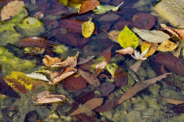 A pond with marsh frogs close-up, green algae and fallen leaves in clear water