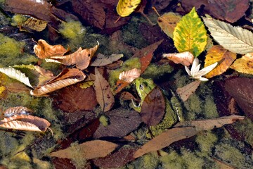 A pond with marsh frogs close-up, green algae and fallen leaves in clear water