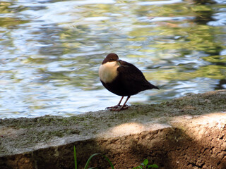 Bird on the shore