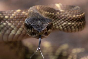 Crotalus molossus nigrescens 
