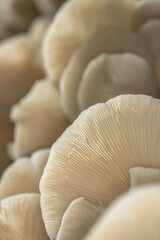 White Mushrooms 