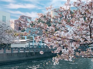cherry blossom blossoms