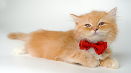 Orange persian kitten with red bow tie