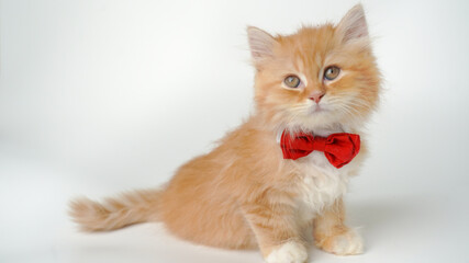 Orange persian kitten with red bow tie
