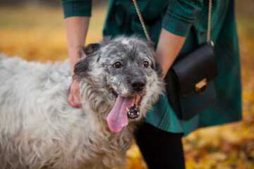 happy dog with owner  autumn  on the background of fallen leaves