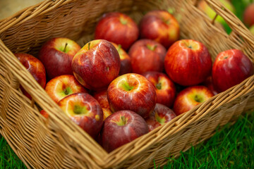 Harvested delicious, fresh red apples in a crate, ready to eat, food concept of fruit
