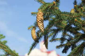 pine tree branches against sky