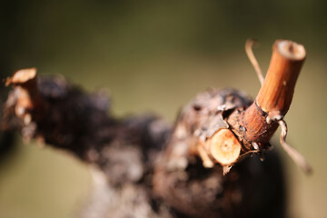 Cèpe et pied de vigne