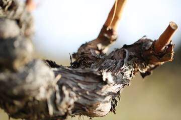 Cèpe et pied de vigne
